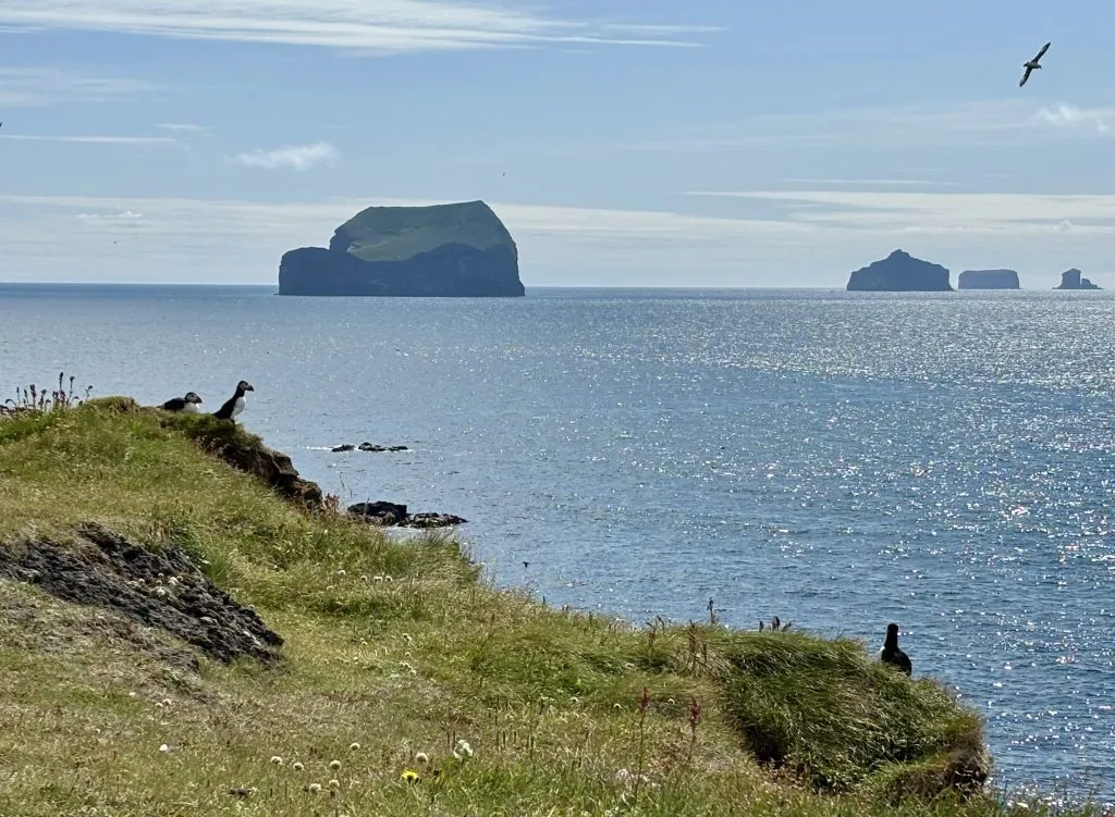 Puffins as seen from the coastal trail in Heimaey, Westman Islands 